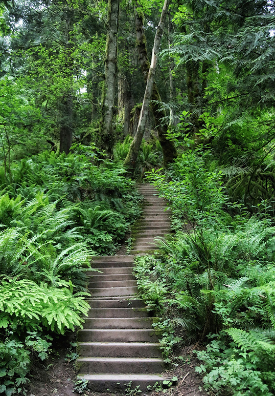 Stairs on a forest trail on Vancouver Island